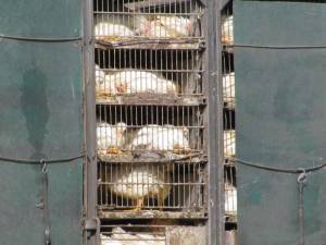 Leading Chickens to Slaughter IMG 5874 300x225 Leading Chickens to Slaughter