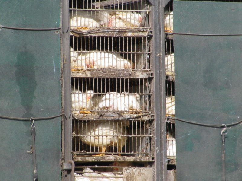 Raising Meat Birds Archives Country Living and Garlic Farming in BC