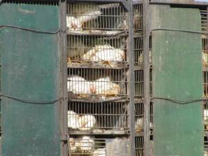 Leading Chickens to Slaughter IMG 5875 300x225 Leading Chickens to Slaughter
