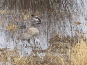 Sand Hill Cranes IMG 5907 300x225 Sand Hill Cranes