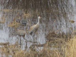 Sand Hill Cranes IMG 59101 300x225 Sand Hill Cranes