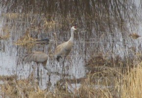 IMG_5910 IMG_5910