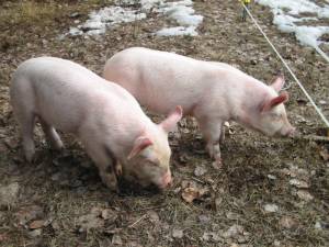 Tilling the Barn Garden Pork and Chop 2 Mar 31 07 300x225 Tilling the Barn Garden