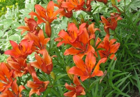 IMG_0929 IMG_0929
