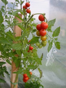 vine ripening tomatoes aug 25 081 225x300 Come Into the Greenhouse