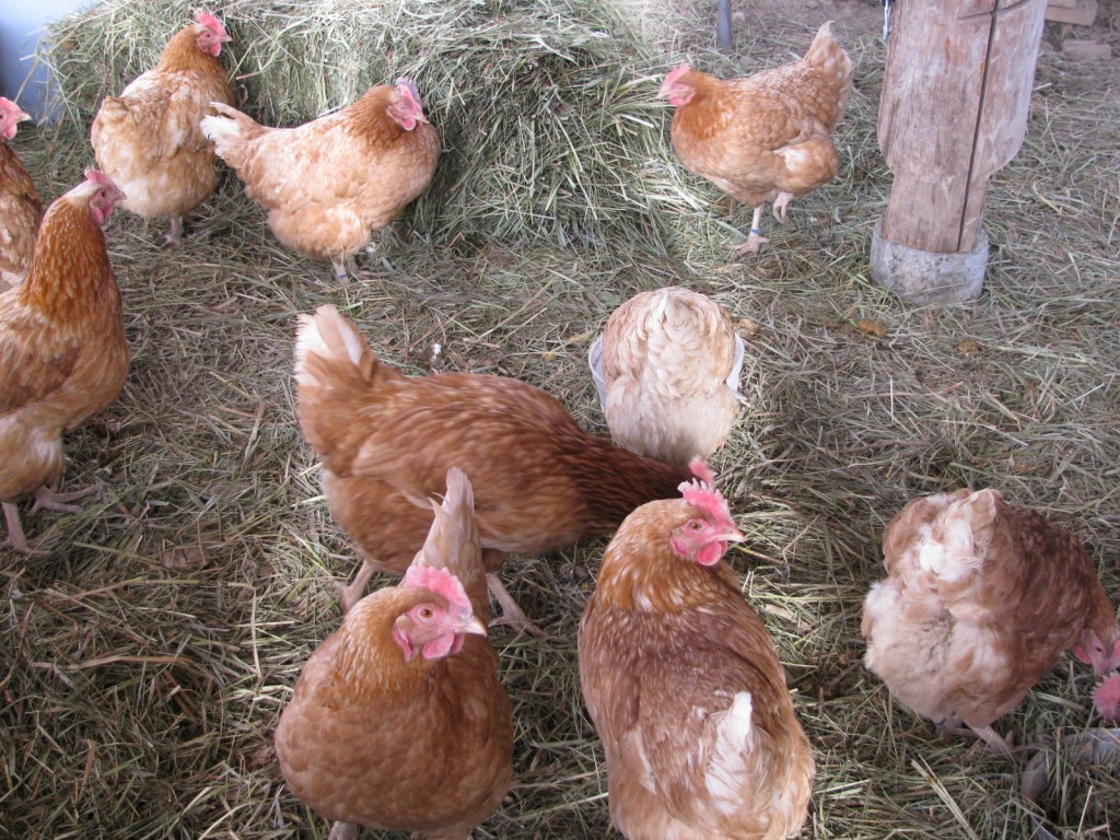 Chicken Questions and Answers - Country Living and Garlic Farming in ...