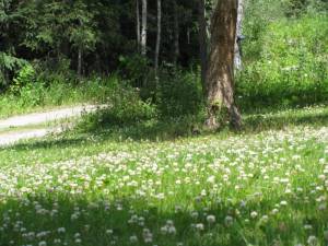 Plant Clover for the Bees! IMG 6467 300x225 Plant Clover for the Bees!