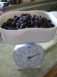 Berry Madness IMG 1009 225x300 Berry Madness
