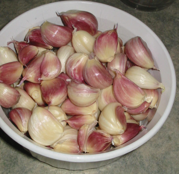All About Growing Garlic (4 Part Series) Country Living and Garlic