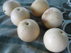 IMG 6555 300x225 Canning Asian Pears using Tattler Seals and Lids