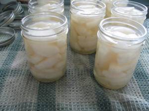 IMG 6558 300x225 Canning Asian Pears using Tattler Seals and Lids