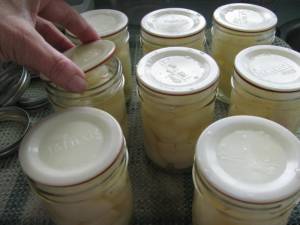 IMG 6561 300x225 Canning Asian Pears using Tattler Seals and Lids