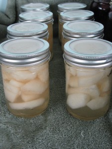 IMG 6569 225x300 Canning Asian Pears using Tattler Seals and Lids