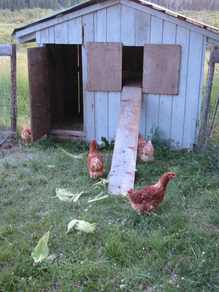 Temporary Housing for Chickens Country Living and Garlic Farming in BC