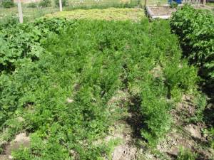 IMG 2924 300x225 Growing & Harvesting Carrots   Wordless Wednesday