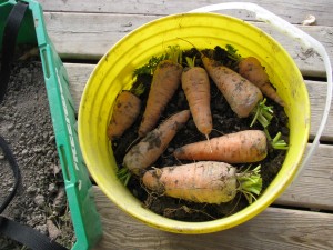 harvested carrots Growing & Harvesting Carrots   Wordless Wednesday