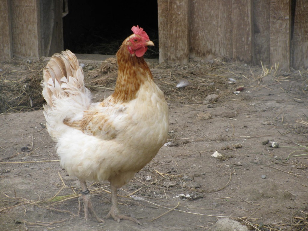 How to Make a Hanging Chicken Feeder eBook Country Living and