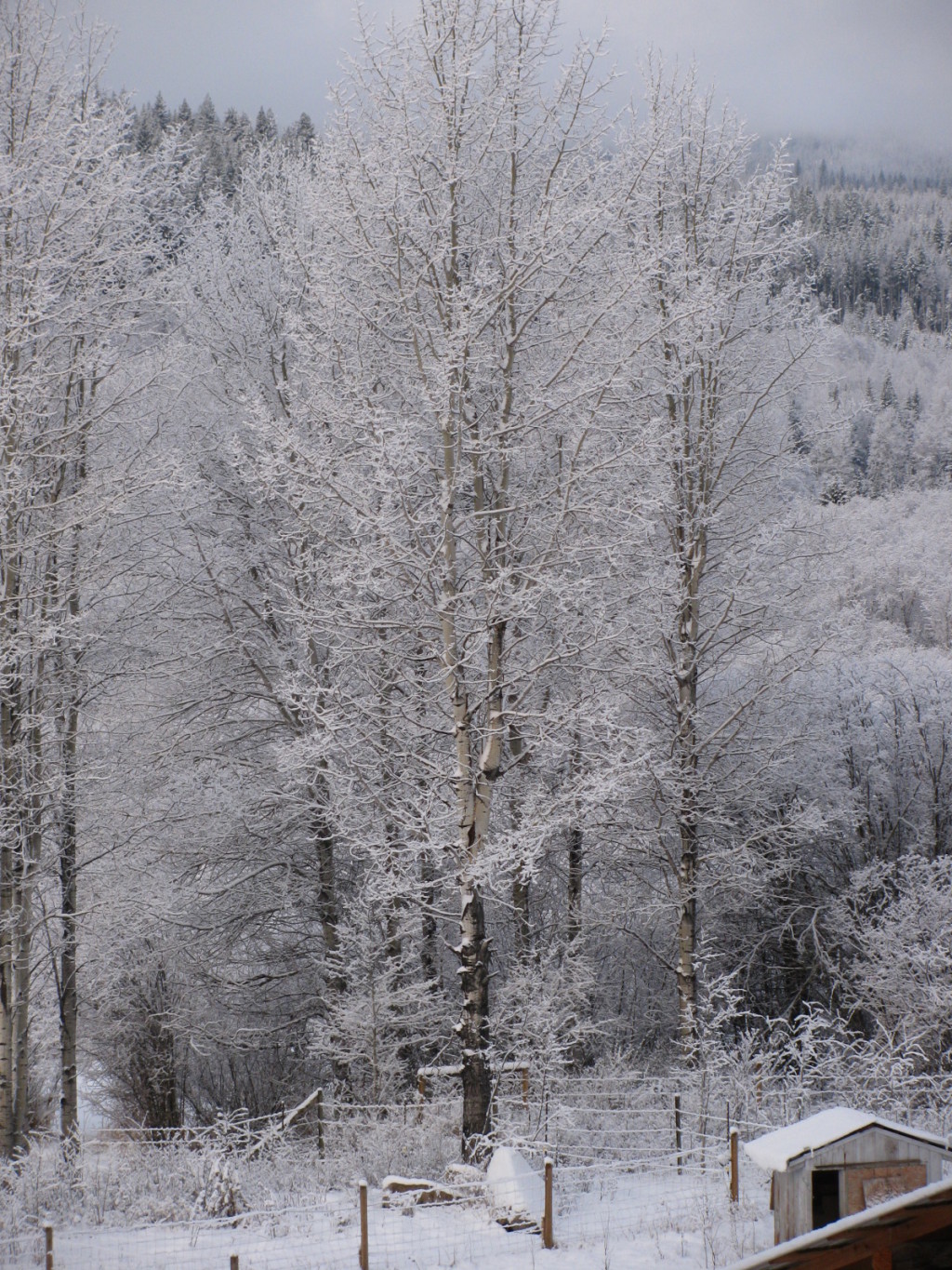 A Dusting of Snow Country Living and Garlic Farming in BC