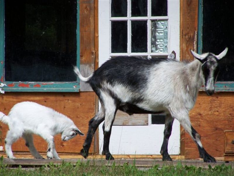 How To Make a Natural Herbal DeWormer Country Living and Garlic