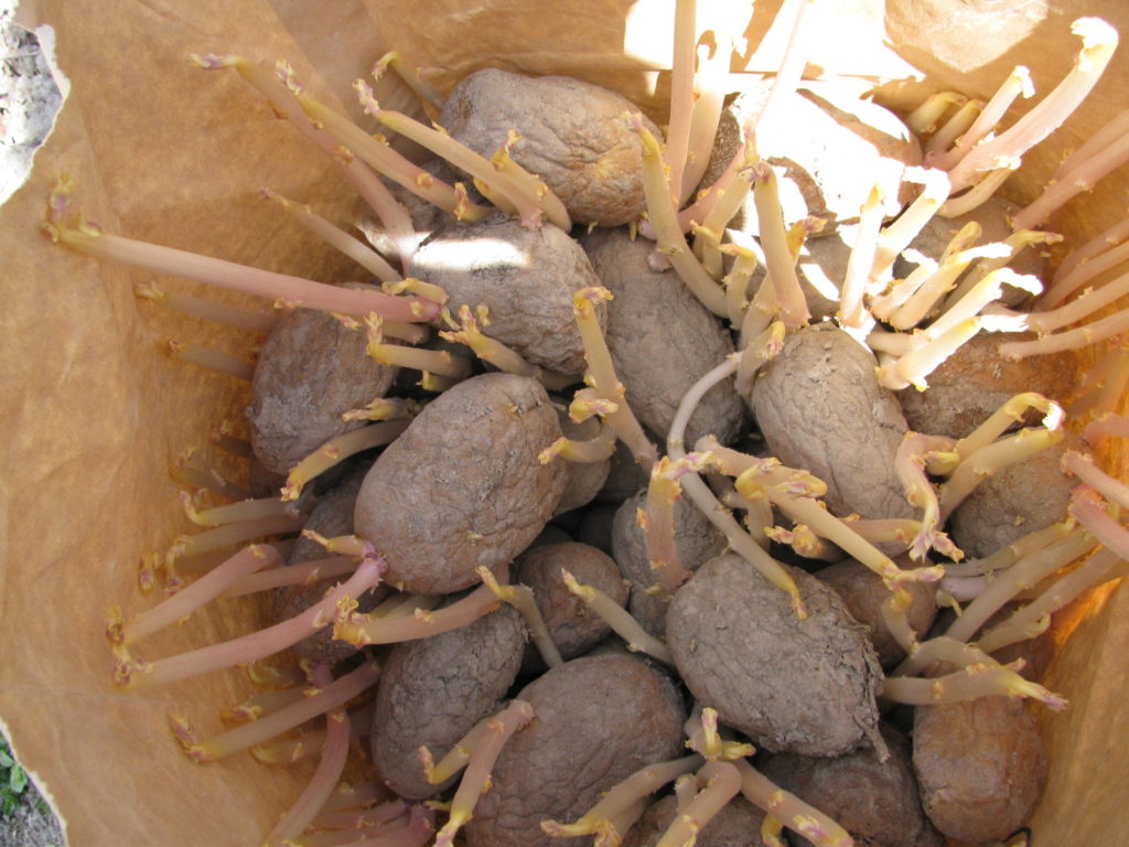 How to Grow Potatoes Country Living and Garlic Farming in BC