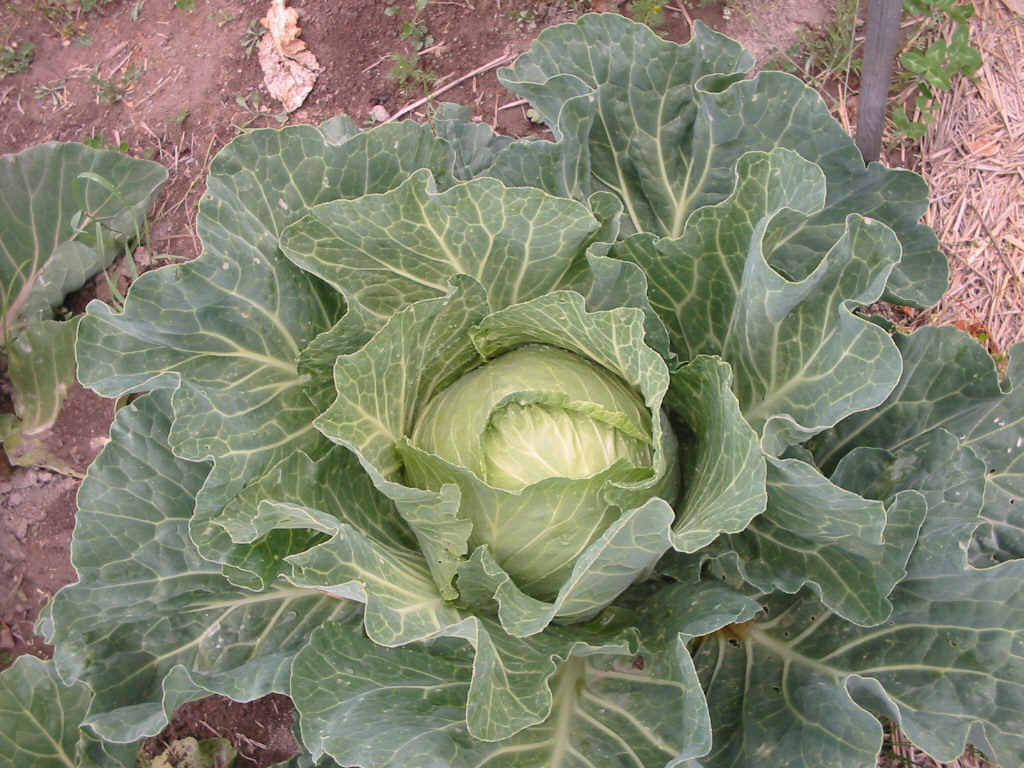 Growing Cabbage