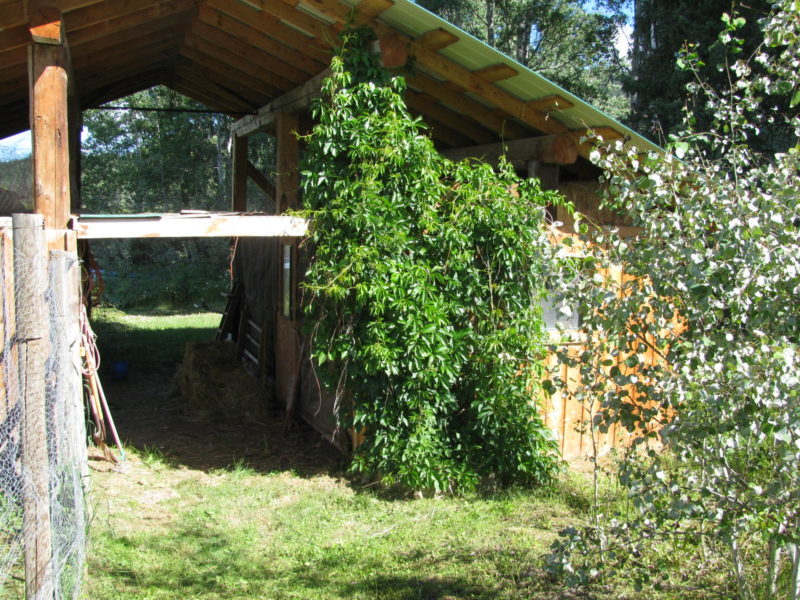 Grow Your Own Vegetables Archives - Page 5 of 9 - Country Life in BC