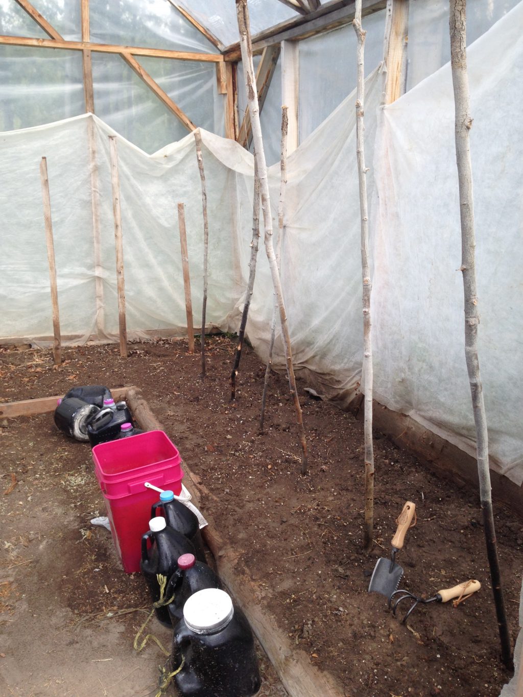 Transplanting Tomatoes into the Greenhouse Country Living and Garlic