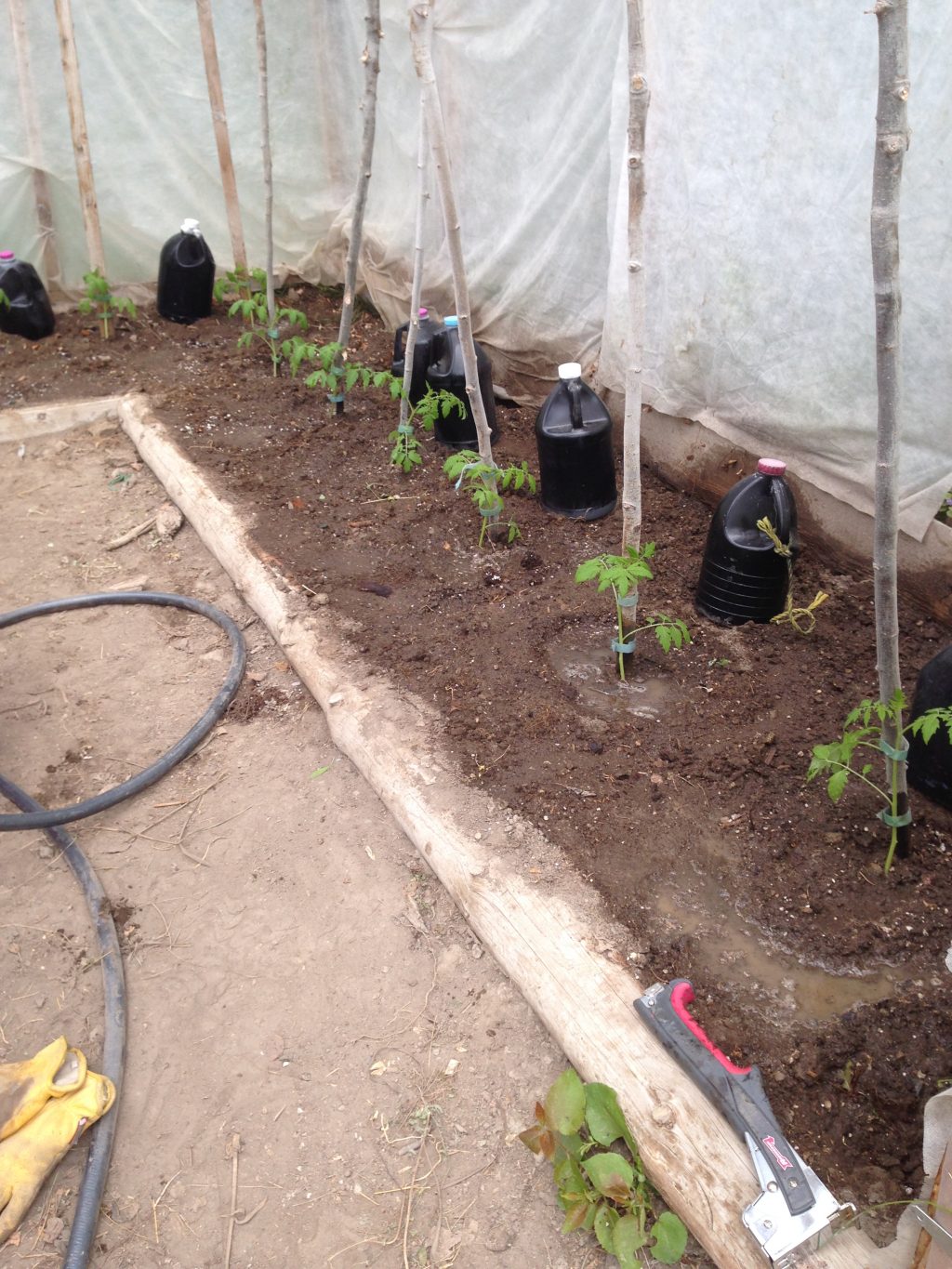 Transplanting Tomatoes into the Greenhouse Country Living and Garlic