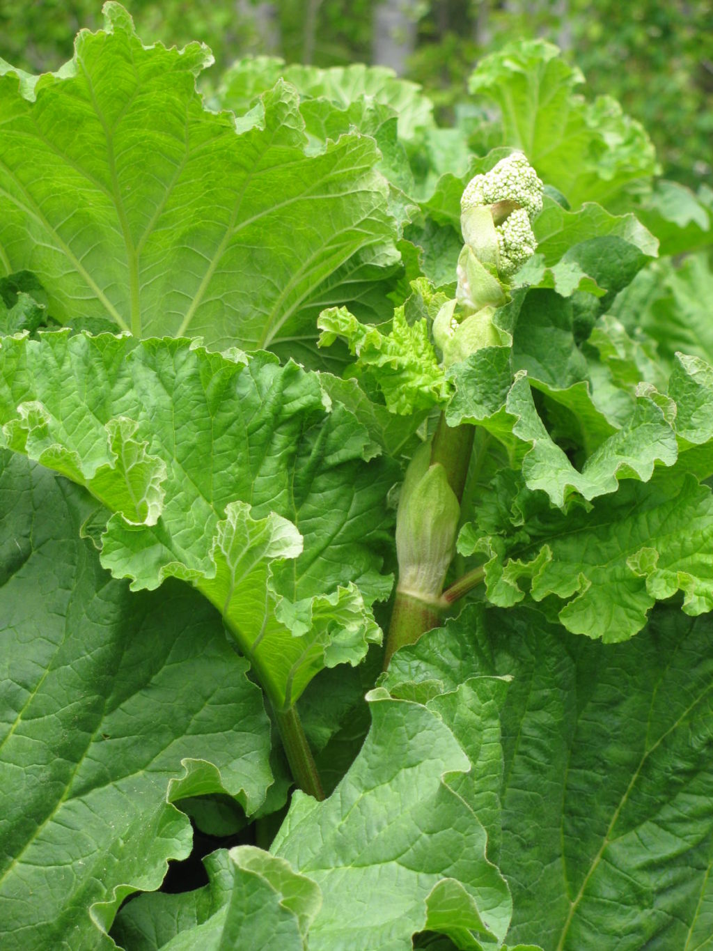 How to Grow Rhubarb An Easy Edible Perennial for Your Garden